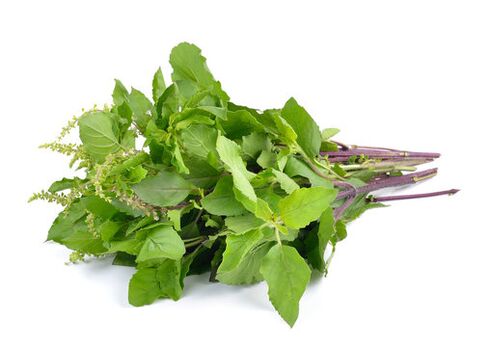 Basil leaves in the zxcvbnmqwert spray